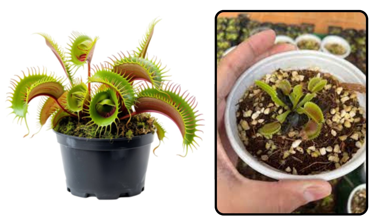 C&aacute;ch trồng c&acirc;y Bắt Ruồi